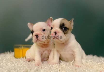 French Bulldog Puppies