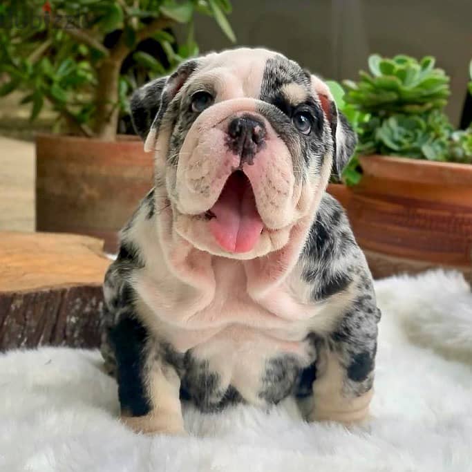 English Bulldog Puppies 2