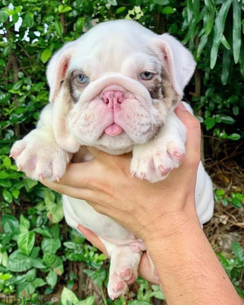 English Bulldog Puppies 3