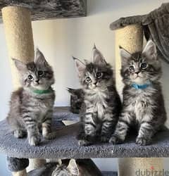 Whatsapp Me +972555074990 Maine Coon Cats 0