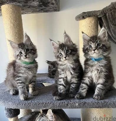 Whatsapp Me +972555074990 Maine Coon Cats