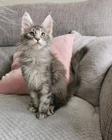 Whatsapp Me +972555074990 Maine Coon Cats 1