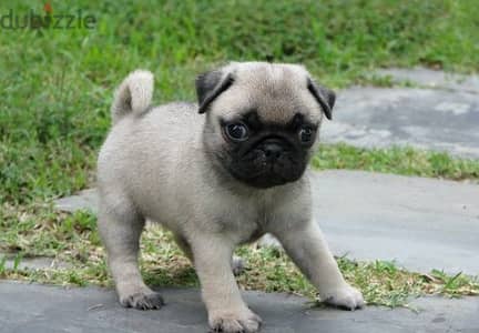 Whatsapp Me +966583921348 Pug Puppies