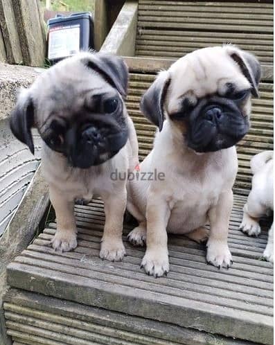 Whatsapp Me +966583921348 Pug Puppies