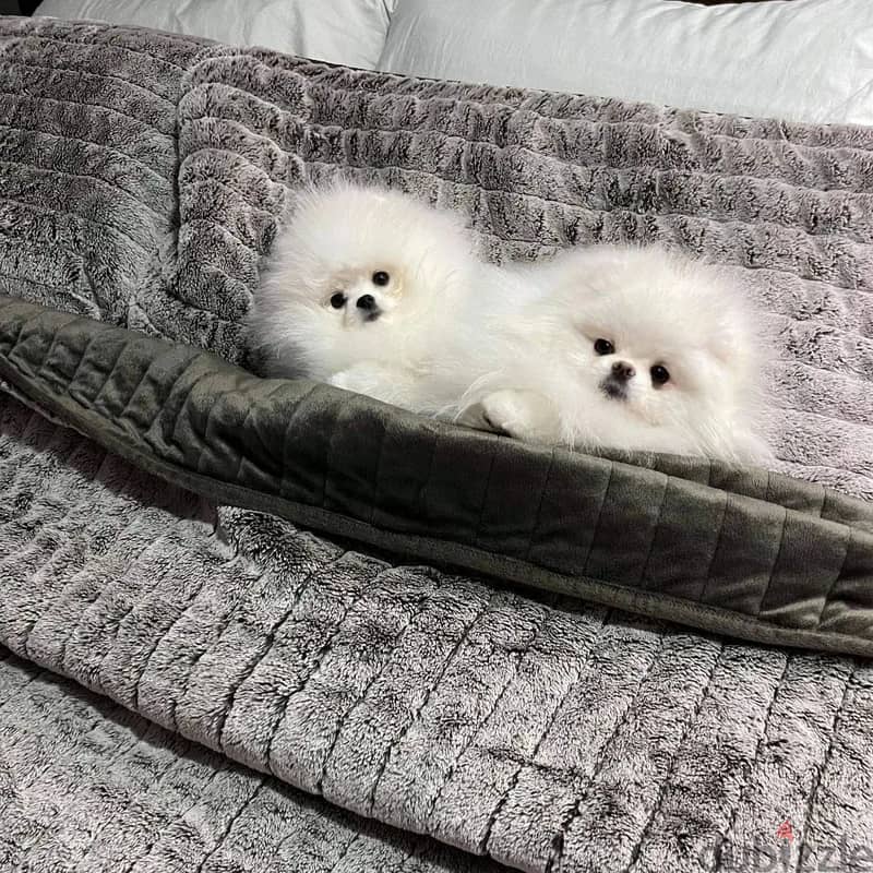 2 gorgeous very fluffy white miniature pomeranian for Sale. 1