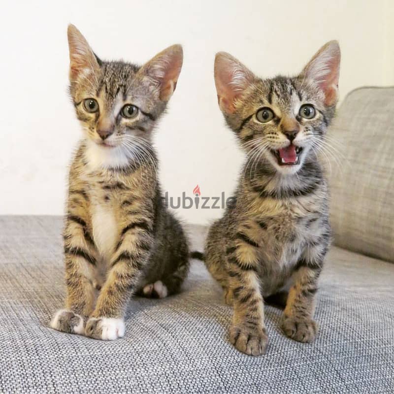 BENGAL KITTENS FOR ADOPTION 0