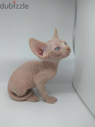 SPHYNX