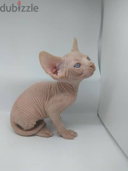 SPHYNX KITTENS AVAILABLE 0