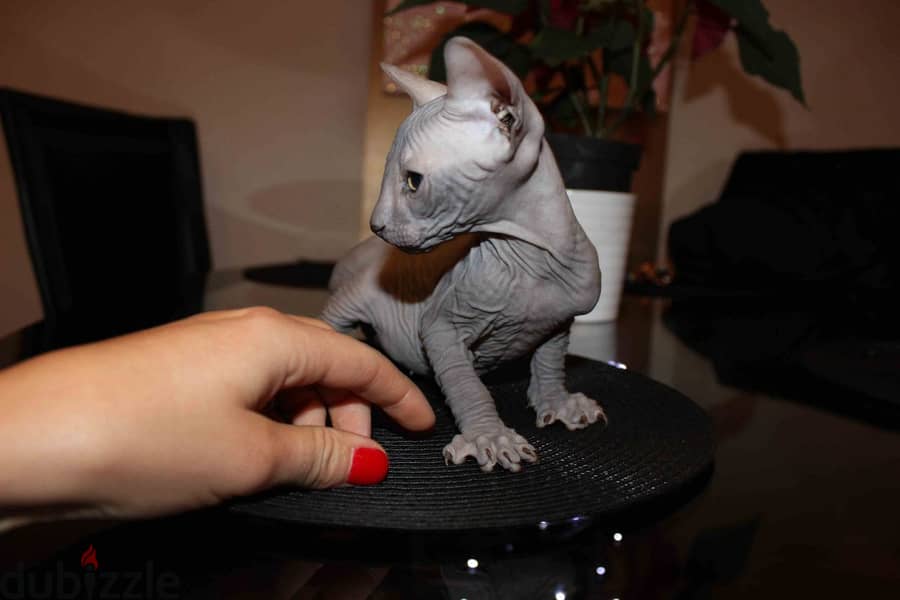 SPHYNX KITTENS AVAILABLE 1