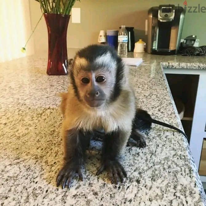 capuchin monkey// Whatsapp +971552543679 0