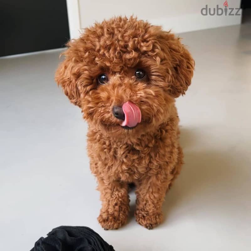 Poodle Puppies// Whatsapp +971552543679 0