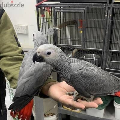 Talking African Grey parrots for adoption