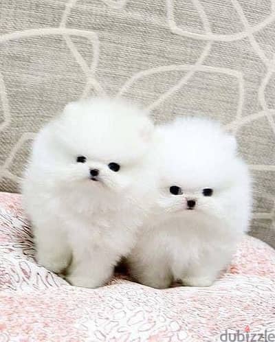 SWEET TEACUP POMERANIAN PUPPIES READY