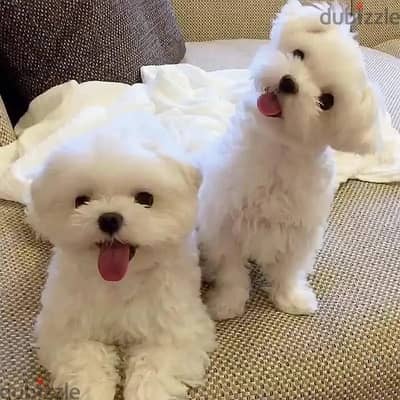 SWEET MALTESE PUPPIES FOR REHOMING