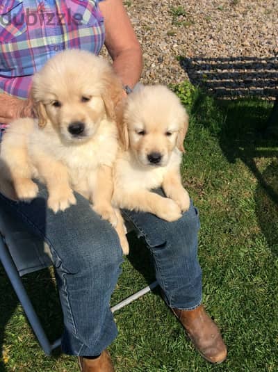 PUREBRED GOLDEN RETRIEVER PUPPIES