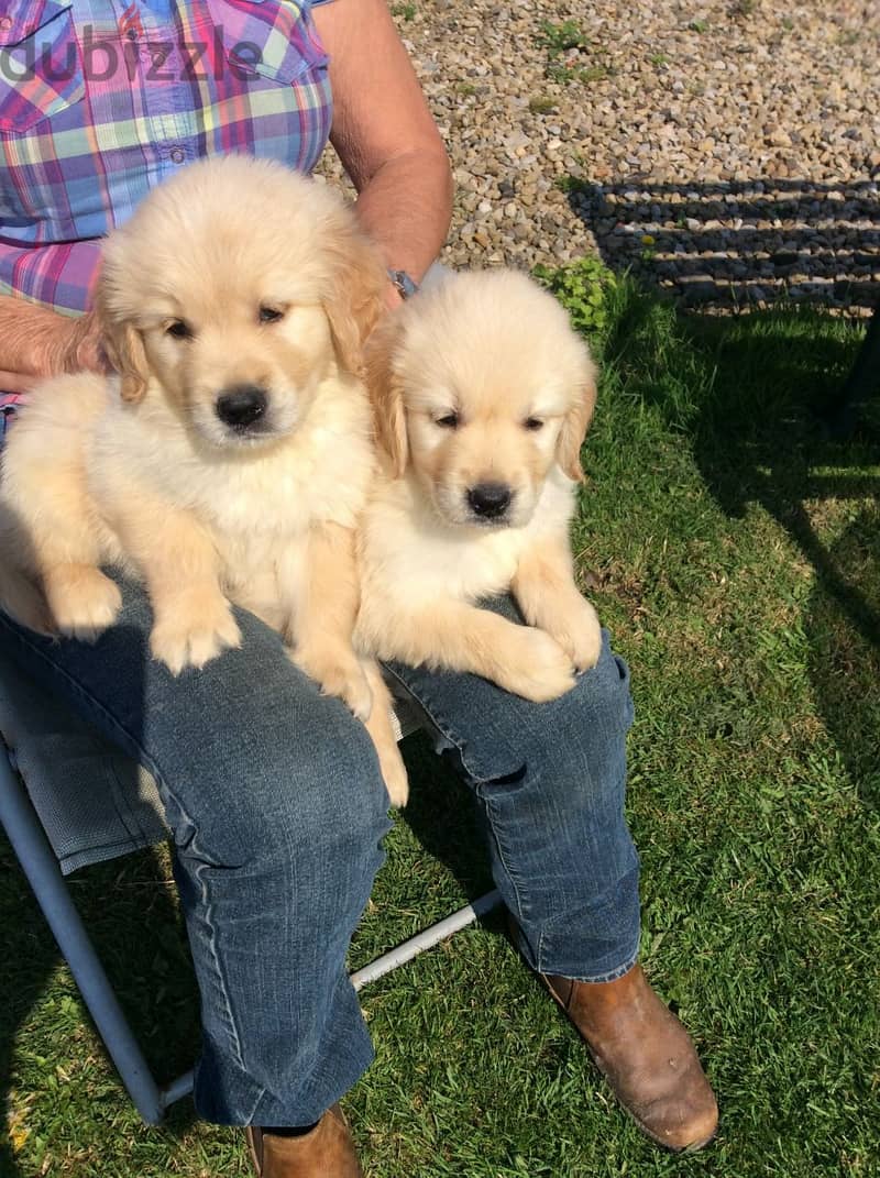 PUREBRED GOLDEN RETRIEVER PUPPIES 0