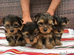 YORKSHIRE TERRIER PUPPIES FOR ADOPTION 0