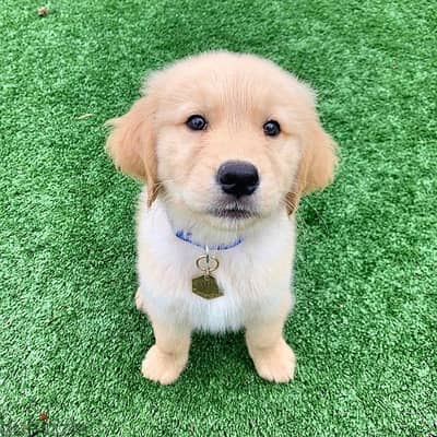 Golden retriever for sale