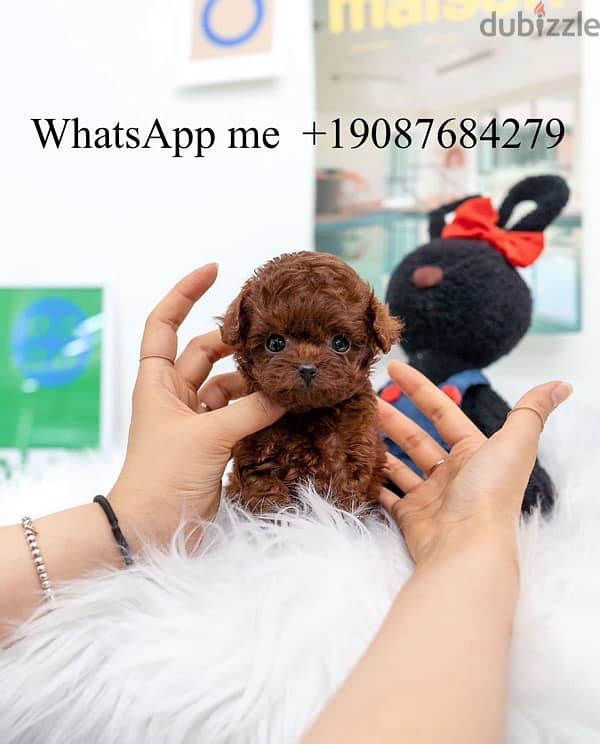 Mini poodle for sale 0