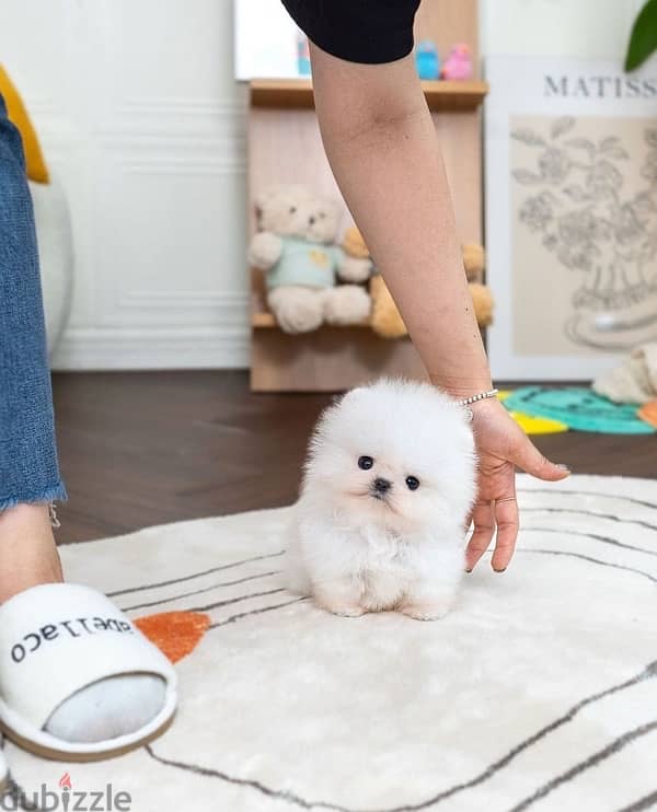 mini pom for sale .  WhatsApp …. +1 (908) 768‑4279 1