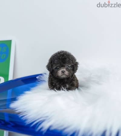 Black Poodle for sale