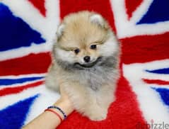 Male Pomeranian for sale 0