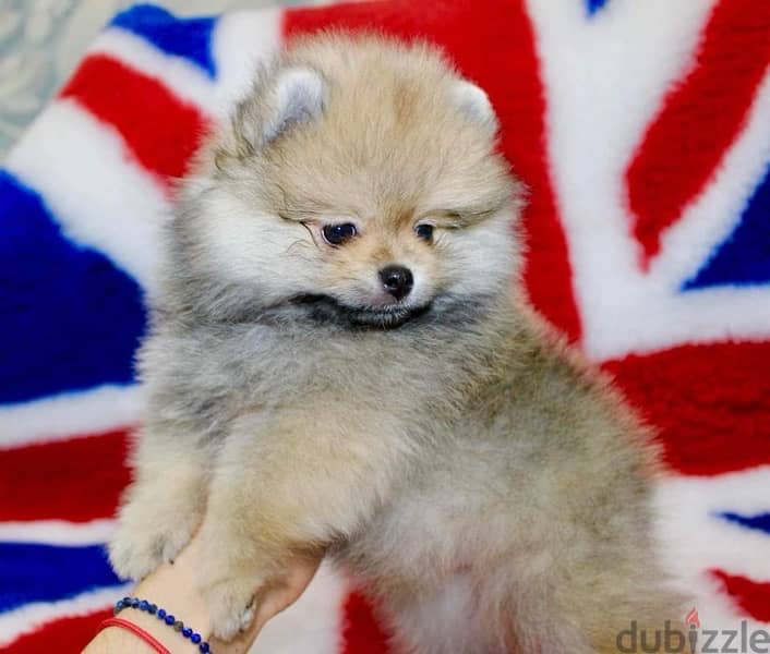 Male Pomeranian for sale 1