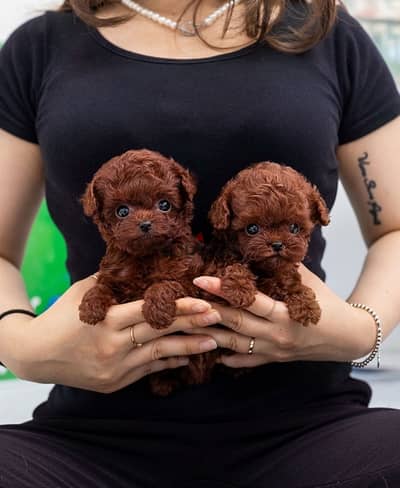 Mini Red poodle for sale