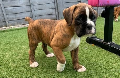 Whatsapp Me +966588993320 Boxer Puppies