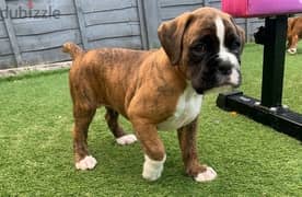 Whatsapp Me +966588993320 Boxer Puppies 0