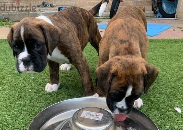 Whatsapp Me +966588993320 Boxer Puppies 1