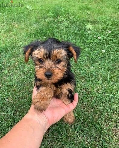 Whatsapp Me +972555074990 Yorkshire Terrier 1