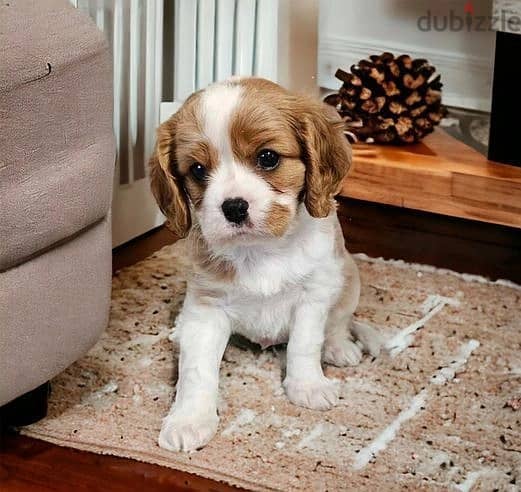 Whatsapp Me +966583921348 Cavalier King Puppies 0