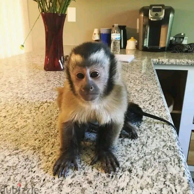 capuchin monkey //Whatsapp +971552543679 0