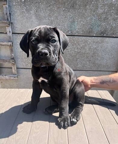 Whatsapp Me +966588993320 Cane Corso Puppies 0