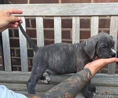 Whatsapp Me +966588993320 Cane Corso Puppies 0