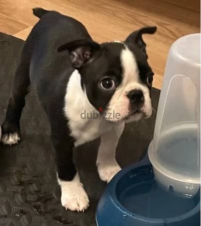 Whatsapp Me +972555074990 Boston Terrier