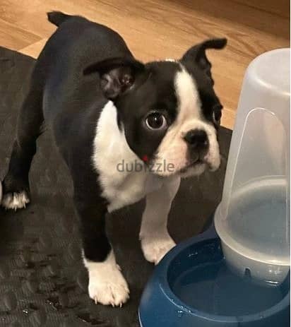 Whatsapp Me +972555074990 Boston Terrier 0