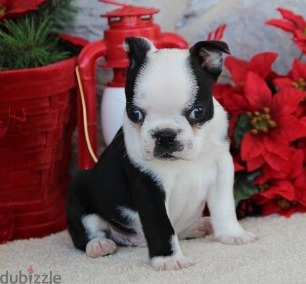 Whatsapp Me +972555074990 Boston Terrier 1