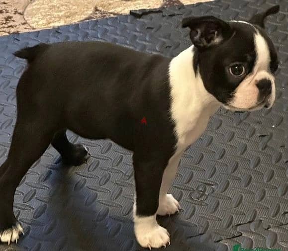 Whatsapp Me +972555074990 Boston Terrier 0