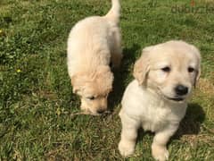 Whatsapp Me +972555074990 Golden Retriever Puppies 0