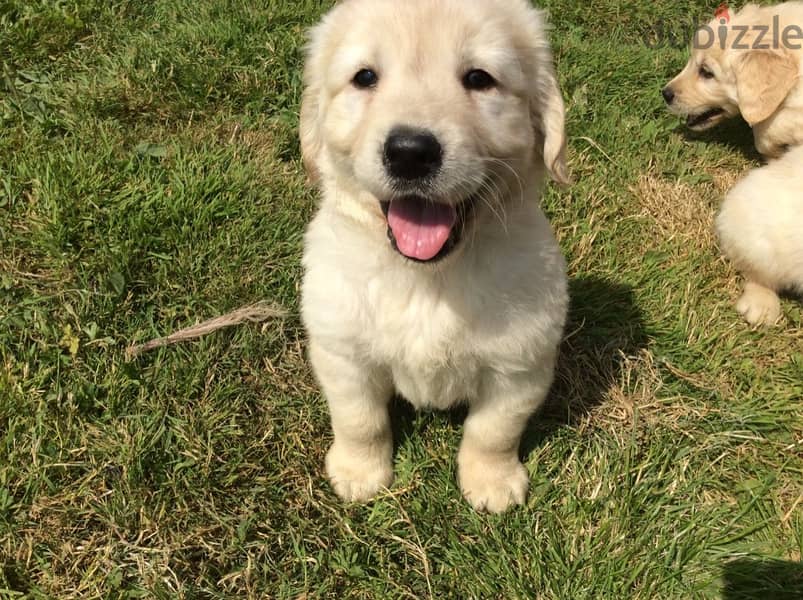 Whatsapp Me +972555074990 Golden Retriever Puppies 1