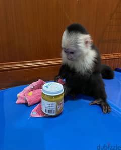 Lovely Monkey Available For Sale 0