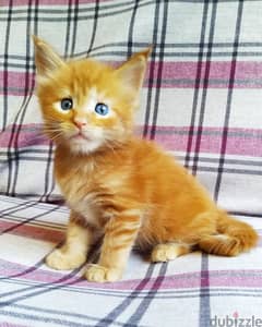 Maine coon cat// Whatsapp +971552543679 0