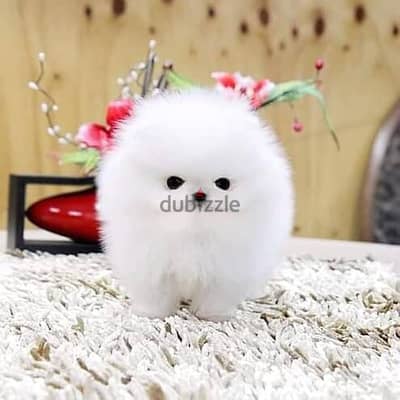 pomeranian puppies// Whatsapp +971552543679