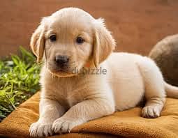 Golden Retriever// Whatsapp +971502618837 0