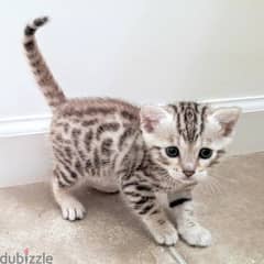 Bengal cats// Whatsapp +971502618837 0