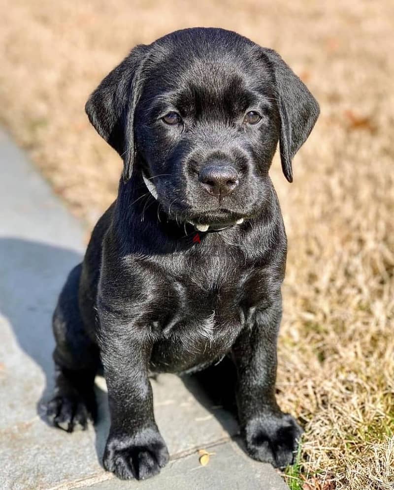 Labrador puppies available 0