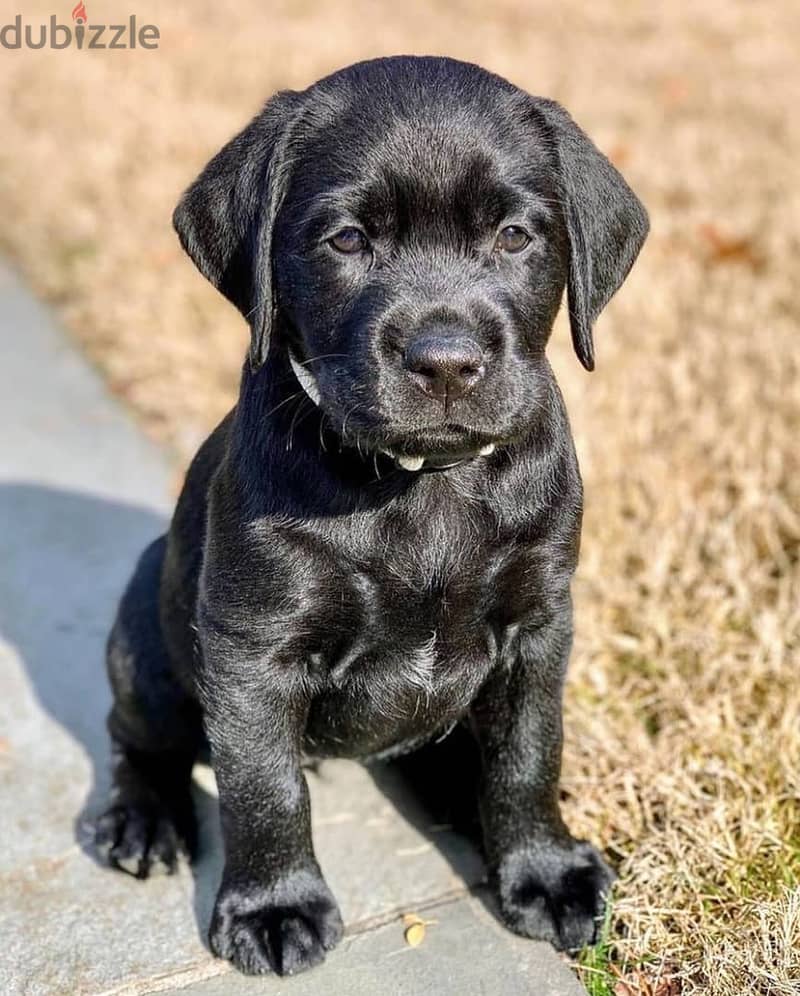 Labrador puppies available 1