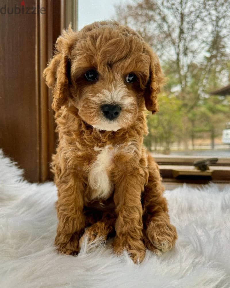 Cavapoo Puppies 0